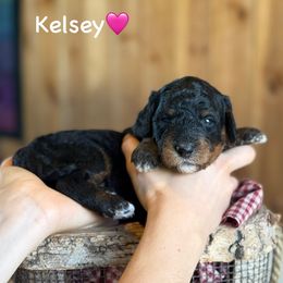 Kelsey - Black tri-color female Aussiedoodle puppy in Lancaster, Minnesota from Finney Ranch