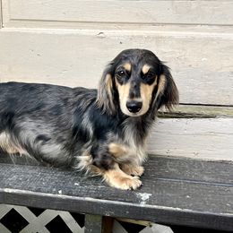 Lottie - Dachshund