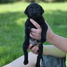 Green Collar - Male - Black male Labrador Retriever puppy in Boyd, Minnesota from Lindley Labradors