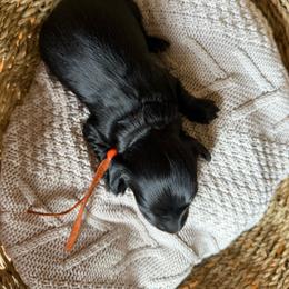 Casper - Black male Dachshund puppy in Excel, Alabama from CJ’s Little Palace
