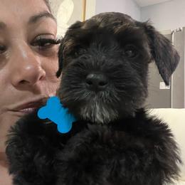 Blue - Black and silver male Miniature Schnauzer puppy in Lehigh Acres, Florida from Regency Schnauzer