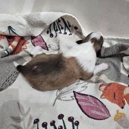 LITTLE Alice - Sable and white female Shetland Sheepdog puppy in Houston, Texas from LaLa's Lilliputian Lassies