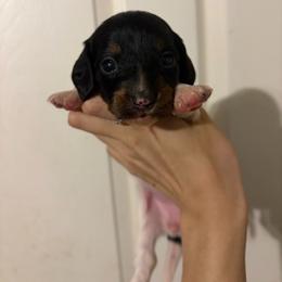 Adelaide - Piebald female Dachshund puppy in Willis, Texas from Dots Dachshunds