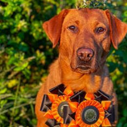 Swell - Labrador Retriever