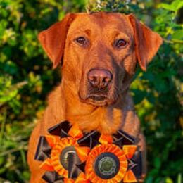 Swell - Labrador Retriever