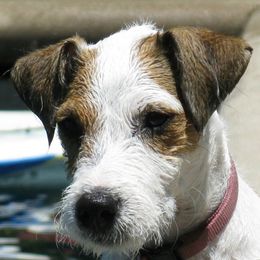 Flower - Jack Russell Terrier