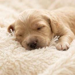 Simba - Apricot male Goldendoodle puppy in Meridian, Idaho from Lucy's Golden Doodles