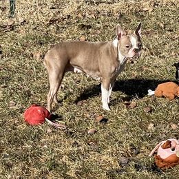 Shelby - Boston Terrier