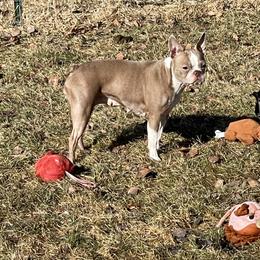 Shelby - Boston Terrier