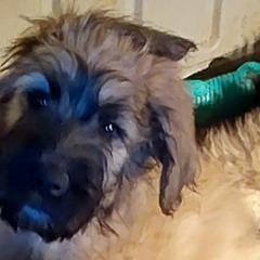 Bouvier des Flandres from Evan Coffield