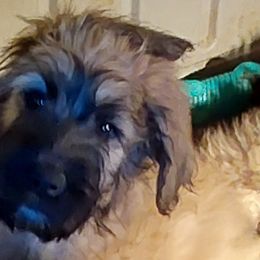 Bouvier des Flandres from Evan Coffield