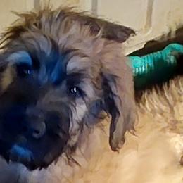 Bouvier des Flandres from Evan Coffield