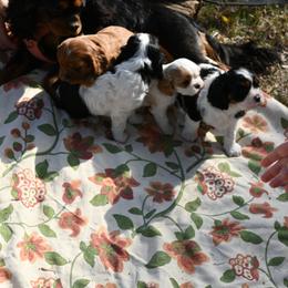 Cavalier King Charles Spaniel Puppies from Critter's Cottage Cavaliers