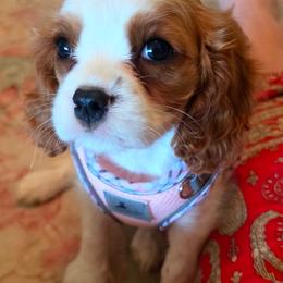 Hyacinth - Blenheim female Cavalier King Charles Spaniel puppy in Marshfield, Missouri from Puppyloversplace
