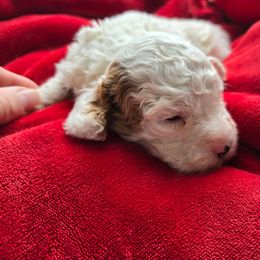 Snowball - White female Cavapoo puppy in Knoxville, Tennessee from Shannan's Cavapoos
