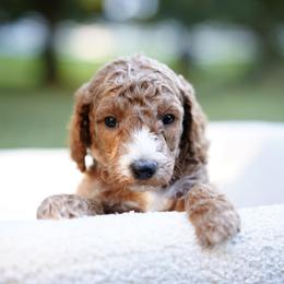 Oakley - Red  male Goldendoodle puppy in Spokane, Washington from Puppy Love