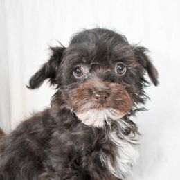 Roper - Brown white and tan male Cockapoo puppy in Ellensburg, Washington from Dawn to Dusk Cockapoos