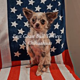Jinx - Merle female Chihuahua puppy in Waxhaw, North Carolina from East Coast Bull Terriers N Chihuahuas