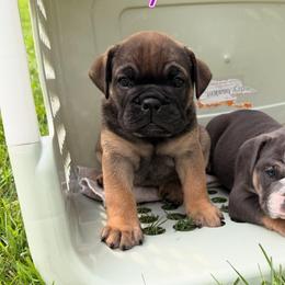 Mazzy - Fallow female Bulldog puppy in Hemlock, Michigan from Brady English Bulldogs