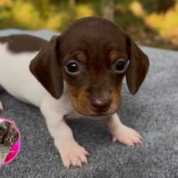 Piebald Girl One - Piebald female Dachshund puppy in Brunswick, Georgia from Coastal Georgia Miniature Dachshunds