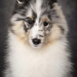 Willow - Blue merle white and tan female Shetland Sheepdog puppy in Springtown, Texas from Sassy Shelties