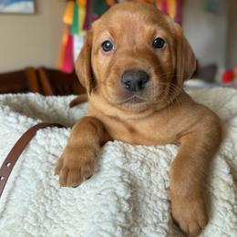Brown - Yellow male Labrador Retriever puppy in Gillete, Wyoming from Red Prairie Retrievers