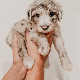 Sheepadoodle Puppies from DOODCompany