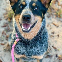 Penny - Australian Cattle Dog