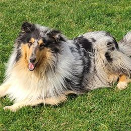 Collies from Keystone Collies