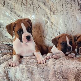 Boxers and French Bulldogs from Streamline Boxers & French Bulldogs