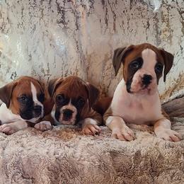 Boxers and French Bulldogs from Streamline Boxers & French Bulldogs