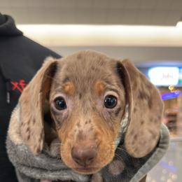 Dachshund Puppies from L & J Kennel
