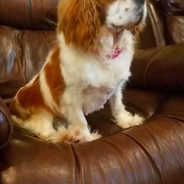 Gadget - Cavalier King Charles Spaniel
