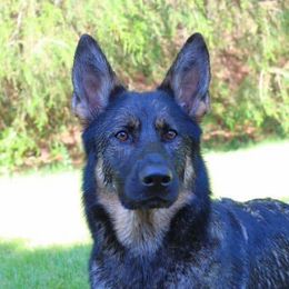 Freyja - German Shepherd