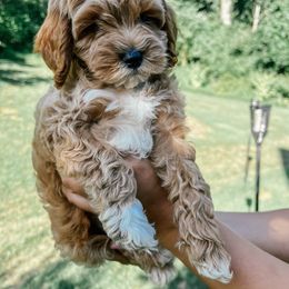 Bichpoo and Cockapoo Puppies from The Perks of Pups