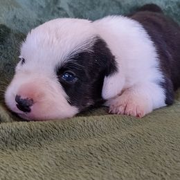 Bentley - Cardigan Welsh Corgi puppy from Victory Crown