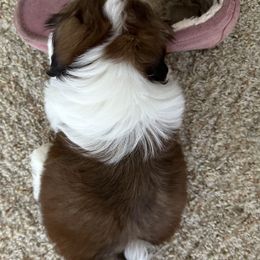 Shih Tzu Puppies from Seaside Shih Tzu