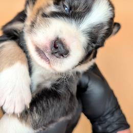 Raven3Girl2- BMF,LONGtail,AKC,OFAs,Genetics - Blue merle female Australian Shepherd puppy in South Hill, Virginia from Silverside Aussies LLC