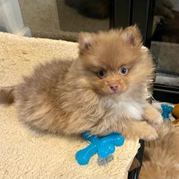 Miwok - Beaver male Pomeranian puppy in Bentonville, Arkansas from Hummingbird & Fox