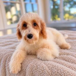 Sherbet - Parti female Goldendoodle puppy in North Royalton, Ohio from Johnson's Doodles