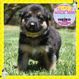 TRIXIE IS FANCY - Black and tan female German Shepherd puppy in Murrieta, California from Diamond Oaks German Shepherds