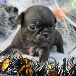 Black Girl (Red Toes) - Black female Pug puppy in Tulsa, Oklahoma from Locust Creek Pugs