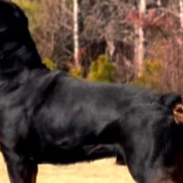 Blue - Rottweiler