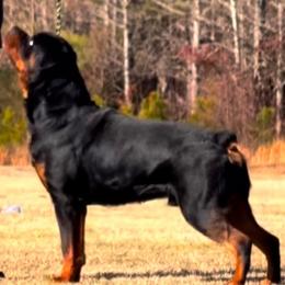 Blue - Rottweiler