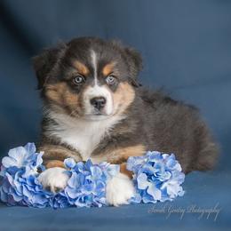 Australian Shepherd Puppies from SS Australian Shepherds