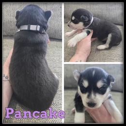 Pancake - Black and white female Siberian Husky puppy in Wheeler, Michigan from Haase Family Kennels