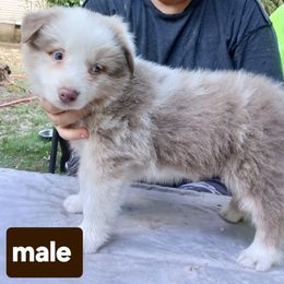 Brown Collar - Lilac merle male Border Collie puppy in Gloucester, Virginia from Peachy Keen Border Collies
