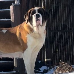 Mia - Saint Bernard