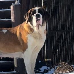 Mia - Saint Bernard