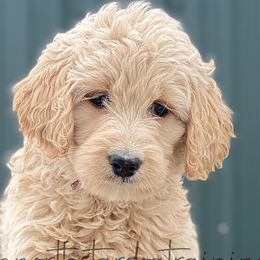 Girl 3 - Goldendoodle puppy in Lancaster, Minnesota from North Star Dog Training